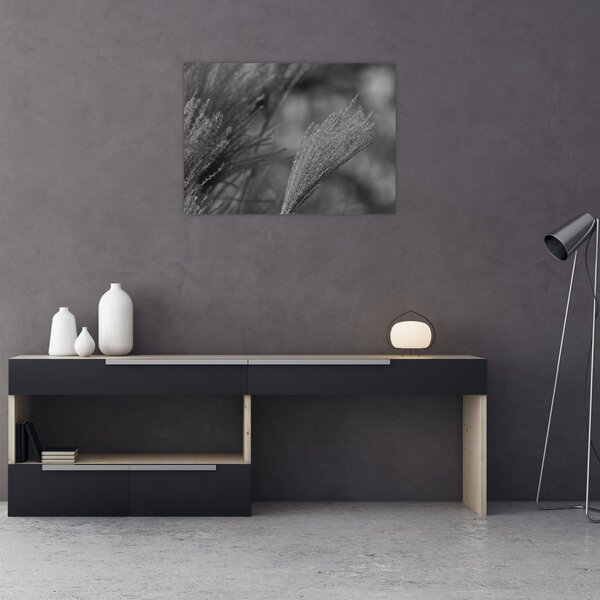 Obraz - Sušená pampová tráva (70x50 cm)