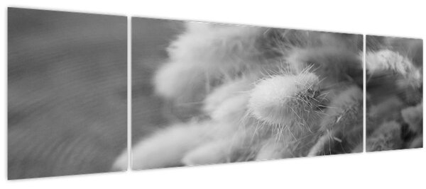 Obraz - Bunny tail grass na stole (170x50 cm)