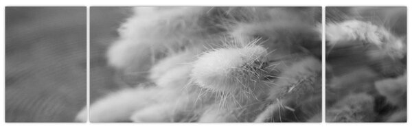 Obraz - Bunny tail grass na stole (170x50 cm)