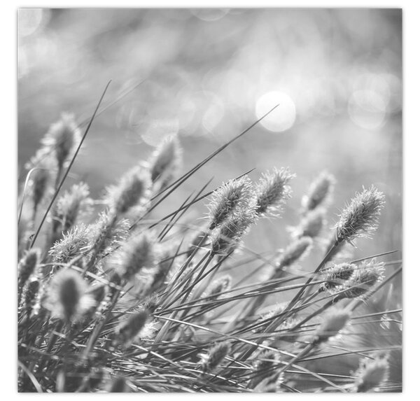 Obraz - Béžová soft grass N⁰1 (30x30 cm)