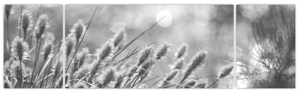 Obraz - Béžová soft grass N⁰1 (170x50 cm)