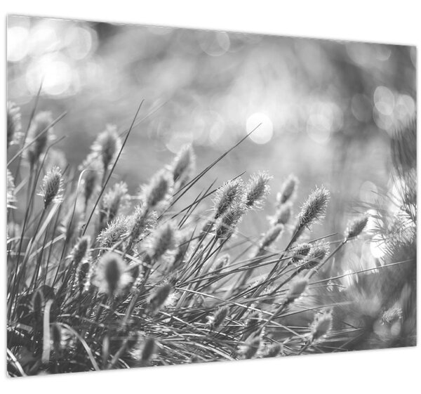 Obraz - Béžová soft grass N⁰1 (70x50 cm)