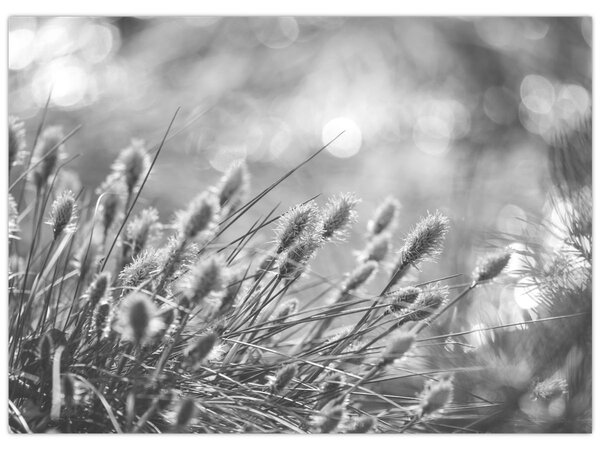 Obraz - Béžová soft grass N⁰1 (70x50 cm)