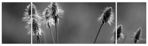 Obraz - Béžová soft grass N⁰2 (170x50 cm)