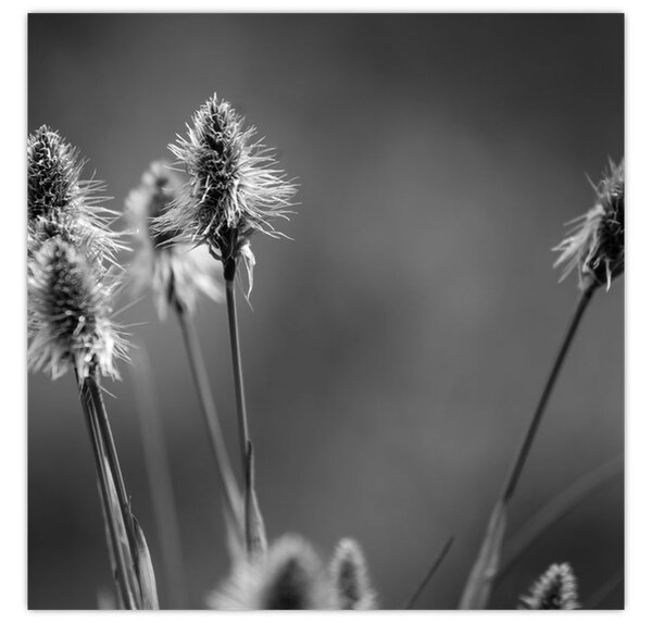 Obraz - Béžová soft grass N⁰2 (30x30 cm)