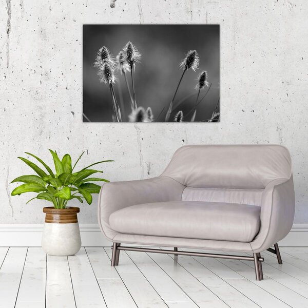 Obraz - Béžová soft grass N⁰2 (70x50 cm)