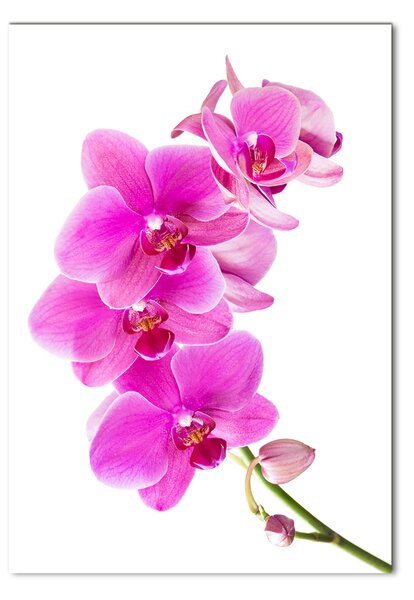 Vertikální Fotoobraz na skle Růžová orchidej osv-67673367