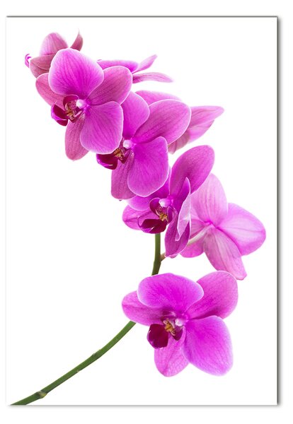 Vertikální Fotoobraz na skle Růžová orchidej osv-67691978