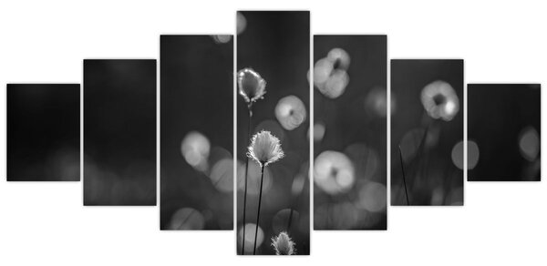 Obraz - Cottongrass na louce (210x100 cm)