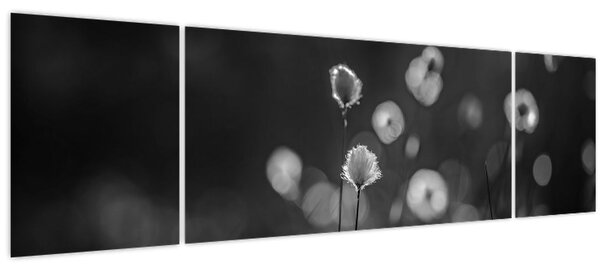 Obraz - Cottongrass na louce (170x50 cm)