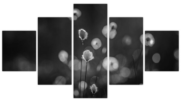Obraz - Cottongrass na louce (125x70 cm)