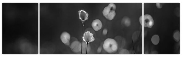 Obraz - Cottongrass na louce (170x50 cm)