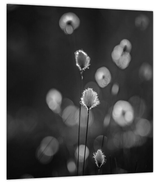 Obraz - Cottongrass na louce (30x30 cm)