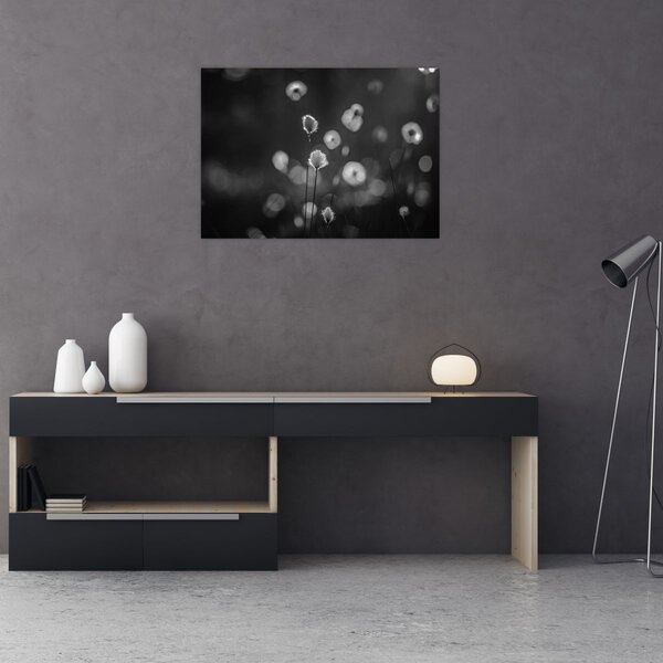 Obraz - Cottongrass na louce (70x50 cm)