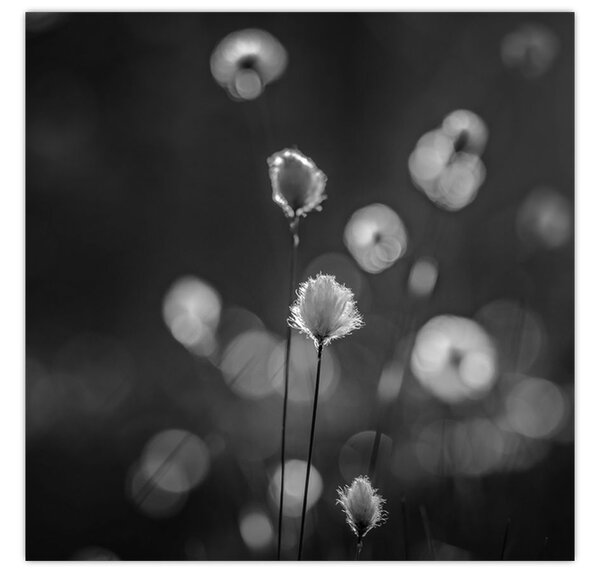 Obraz - Cottongrass na louce (30x30 cm)