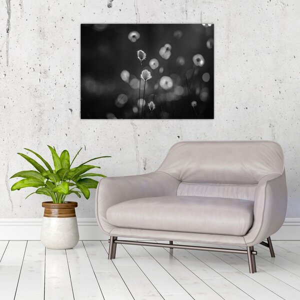 Obraz - Cottongrass na louce (70x50 cm)