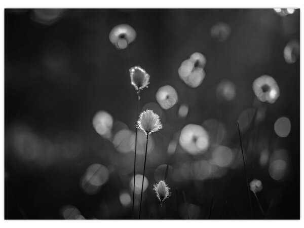 Obraz - Cottongrass na louce (70x50 cm)