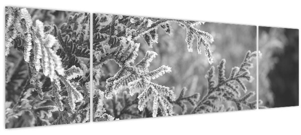 Obraz - Smrkový les (170x50 cm)