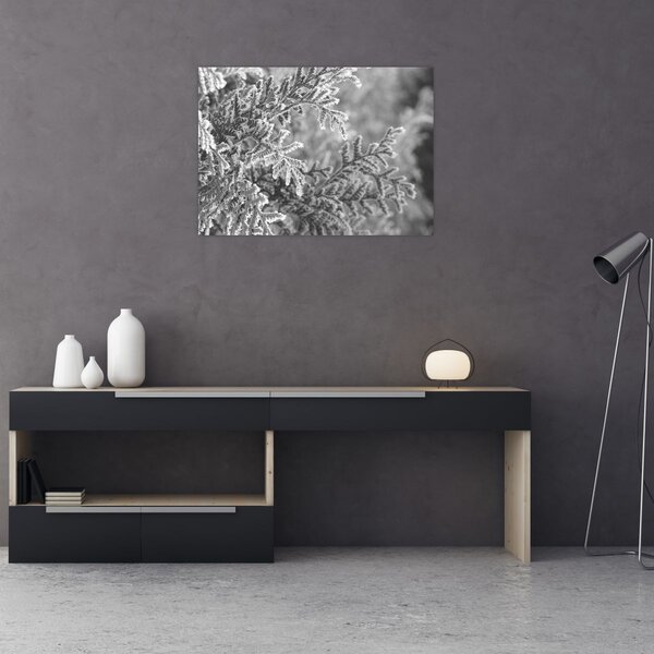 Obraz - Smrkový les (70x50 cm)