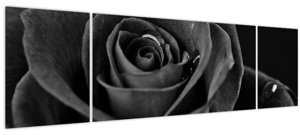 Obraz - Rudá růže (170x50 cm)