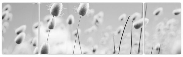 Obraz - Boho bunny tail grass (170x50 cm)