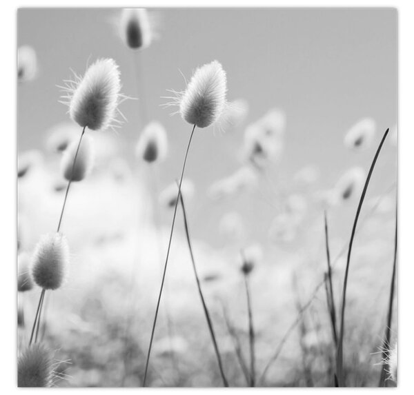 Obraz - Boho bunny tail grass (30x30 cm)