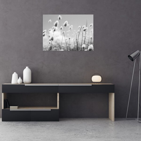 Obraz - Boho bunny tail grass (70x50 cm)