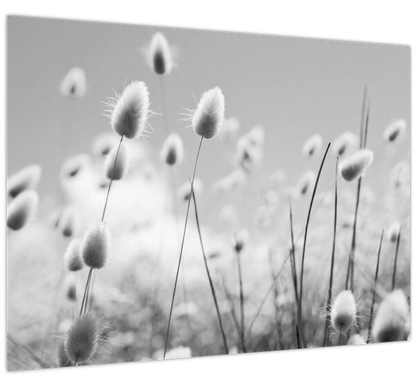Obraz - Boho bunny tail grass (70x50 cm)