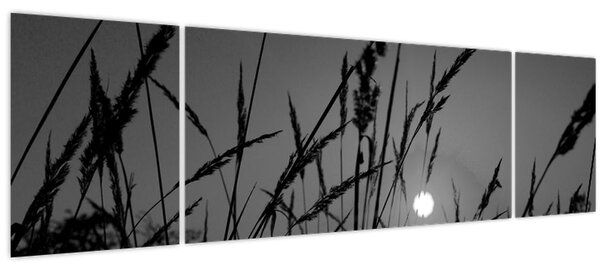Obraz - Louka se západem slunce (170x50 cm)