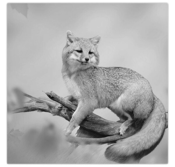 Obraz - Liška šedá (30x30 cm)