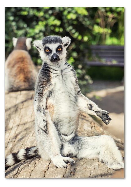 Vertikální Fotoobraz skleněný na stěnu do obýváku Lemur osv-75982744