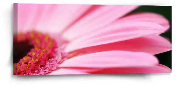 Sablio Obraz Růžová gerbera - 110x50 cm