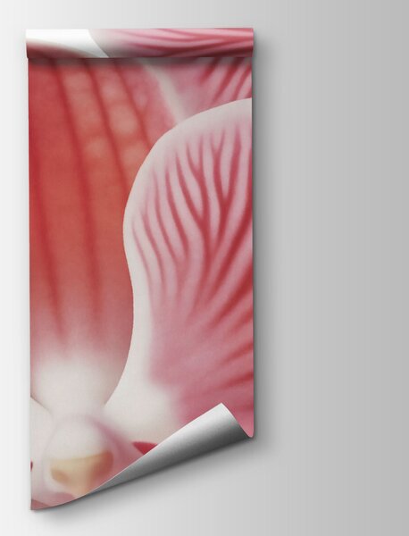 Fototapeta Zářivé květy v jemných růžových odstínech, Květinové fototapety, Populární fototapety, t00704 - Tapeko.co.cz