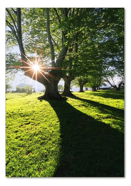 Vertikální Moderní foto obraz na stěnu Park osv-87151652