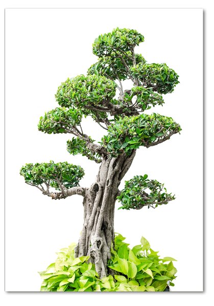Vertikální Foto obraz sklo tvrzené Bonsai osv-88907159