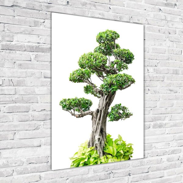 Vertikální Foto obraz sklo tvrzené Bonsai osv-88907159