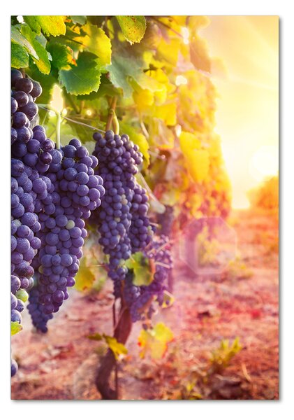 Vertikální Foto-obraz fotografie na skle Vinice osv-89292664