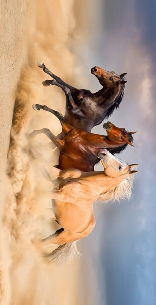 CARBOTEX Froté osuška Divocí koně v poušti 70x140cm