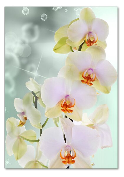 Vertikální Foto-obrah sklo tvrzené Orchidej osv-91133337
