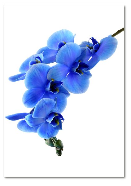 Vertikální Fotoobraz na skle Modrá orchidej osv-91549599