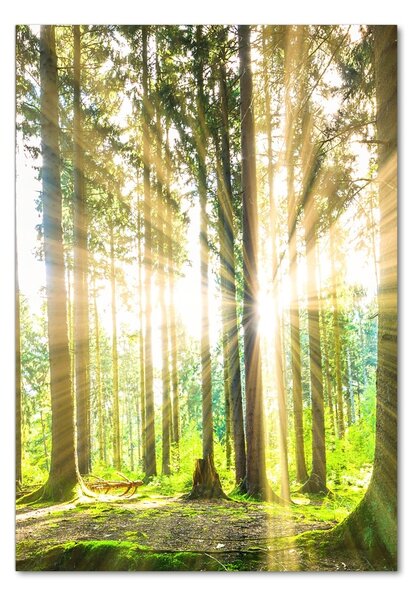Vertikální Foto obraz fotografie na skle Slunce v lese osv-92474685