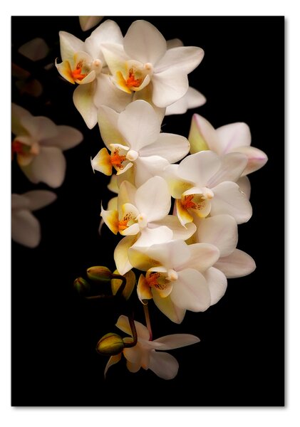 Vertikální Foto-obrah sklo tvrzené Orchidej osv-95410450