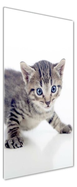Vertikální Foto-obrah sklo tvrzené Malá kočka osv-95620650