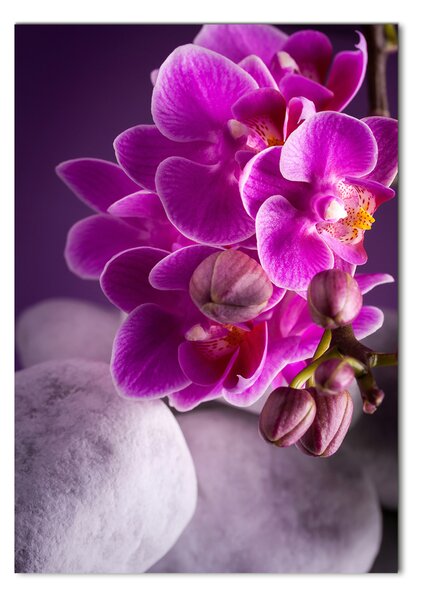 Vertikální Fotoobraz na skle Růžová orchidej osv-95985968