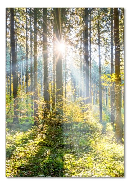 Vertikální Foto obraz fotografie na skle Slunce v lese osv-98252702