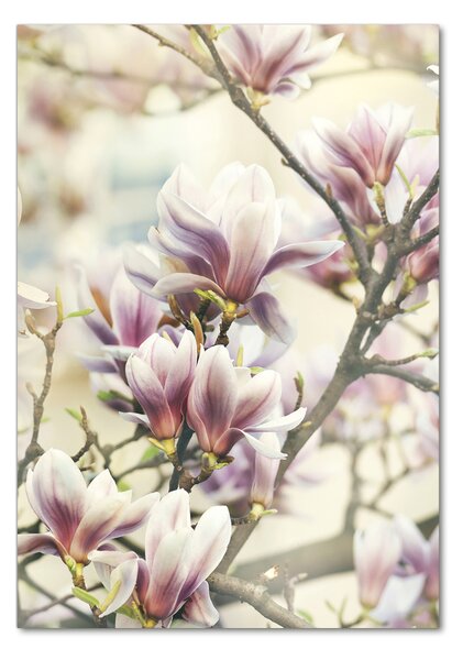 Vertikální Foto-obrah sklo tvrzené Magnolie osv-99199338