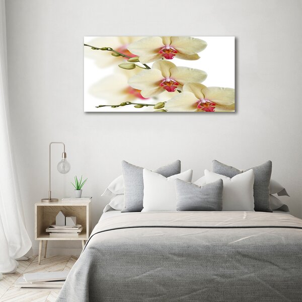 Foto obraz na plátně Orchidej oc-102443917