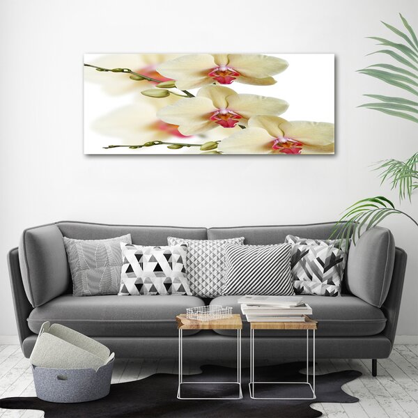 Foto obraz na plátně Orchidej oc-102443917