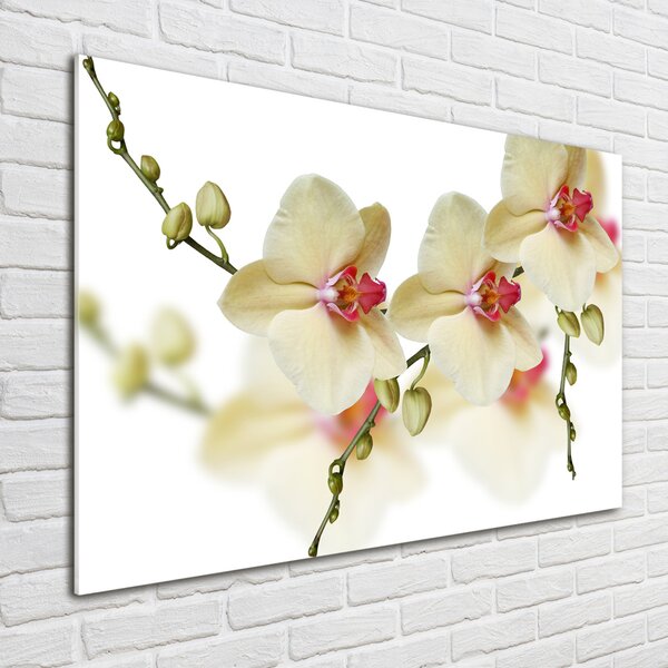 Foto obraz fotografie na skle Orchidej osh-102443917