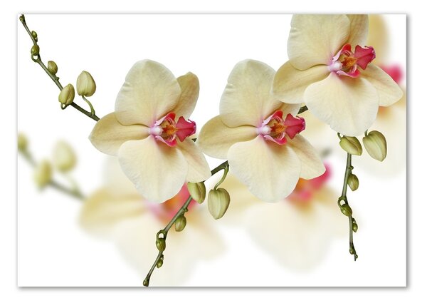 Foto obraz fotografie na skle Orchidej osh-102443917